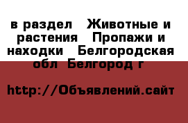  в раздел : Животные и растения » Пропажи и находки . Белгородская обл.,Белгород г.